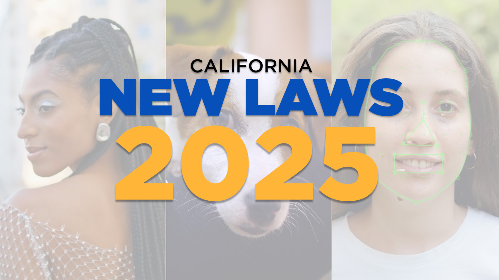 New 2025 California laws: Artificial intelligence protection, octopuses and cannabis cafes and more [Video]