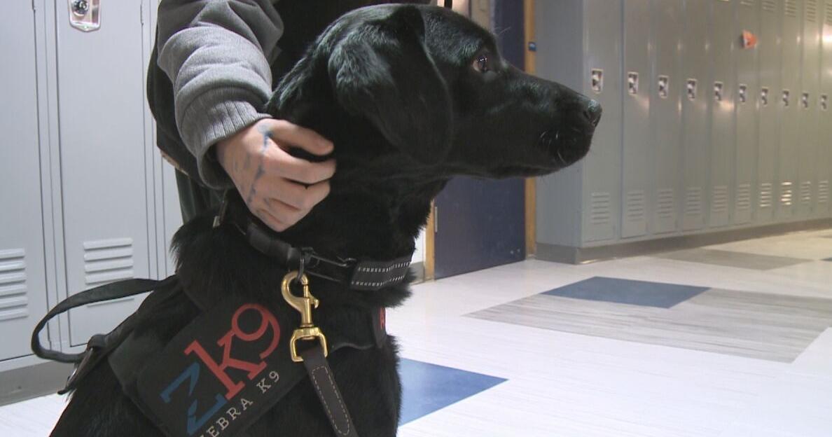 New K-9s offer safety and emotional support to Mt. Morris students | Education [Video]