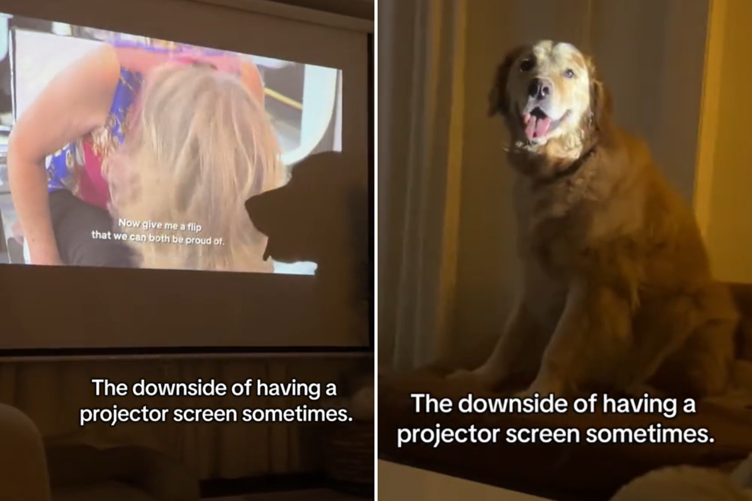 Hilarious Moment Owner Realizes The Issue With Having a Projector and a Dog [Video]