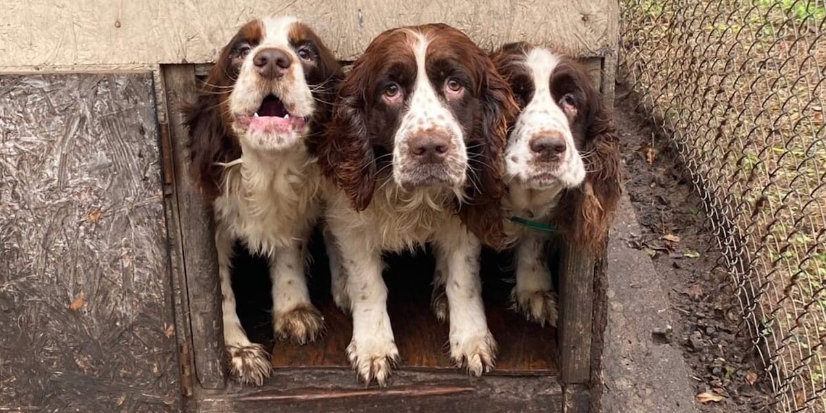 11 dogs rescued from Walterboro home [Video]