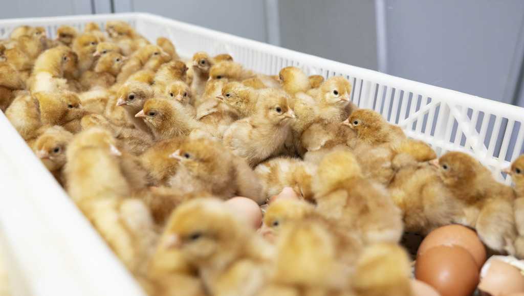 Egg industry adopts groundbreaking method to end chick culling [Video]