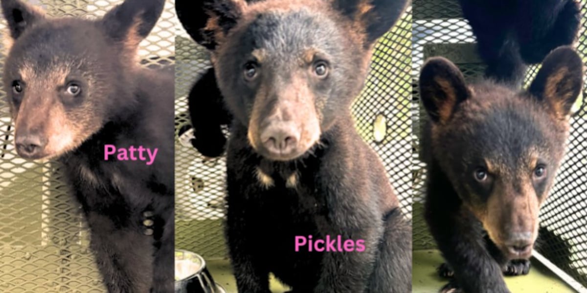 Heartbroken: State agency euthanizes 13 bear cubs at wildlife rescue without consulting them, organization says [Video]