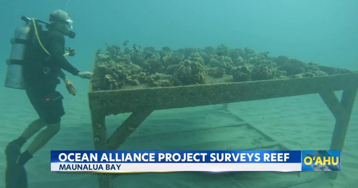 Hawaii Kai non-profit brings coral reefs back to life | Video