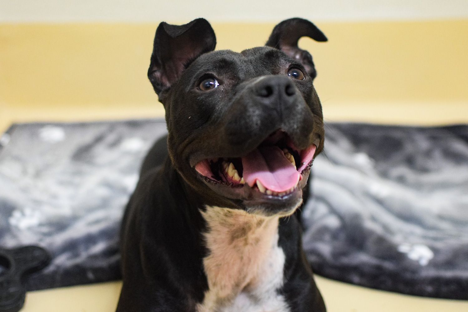 3-Legged Dog That Survived Hurricane Transferred to Oregon on Holiday Flight [Video]