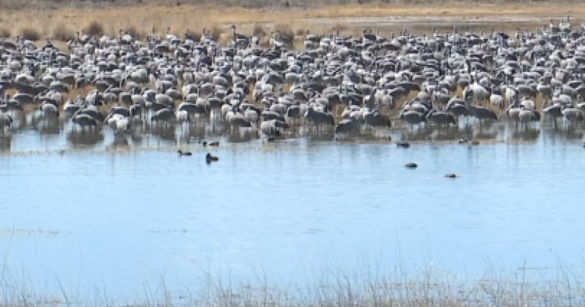 Hobbs announces decision to designate the Willcox Groundwater Basin as AMA [Video]