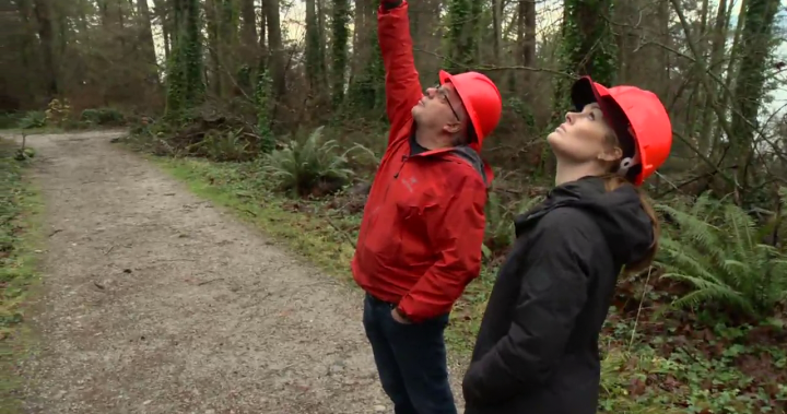 Why this company says thousands of trees must be removed from Stanley Park - BC [Video]