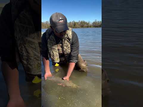 Catching Gar at St. Catherine Creek National Wildlife Refuge System with the Gar Lab! [Video]