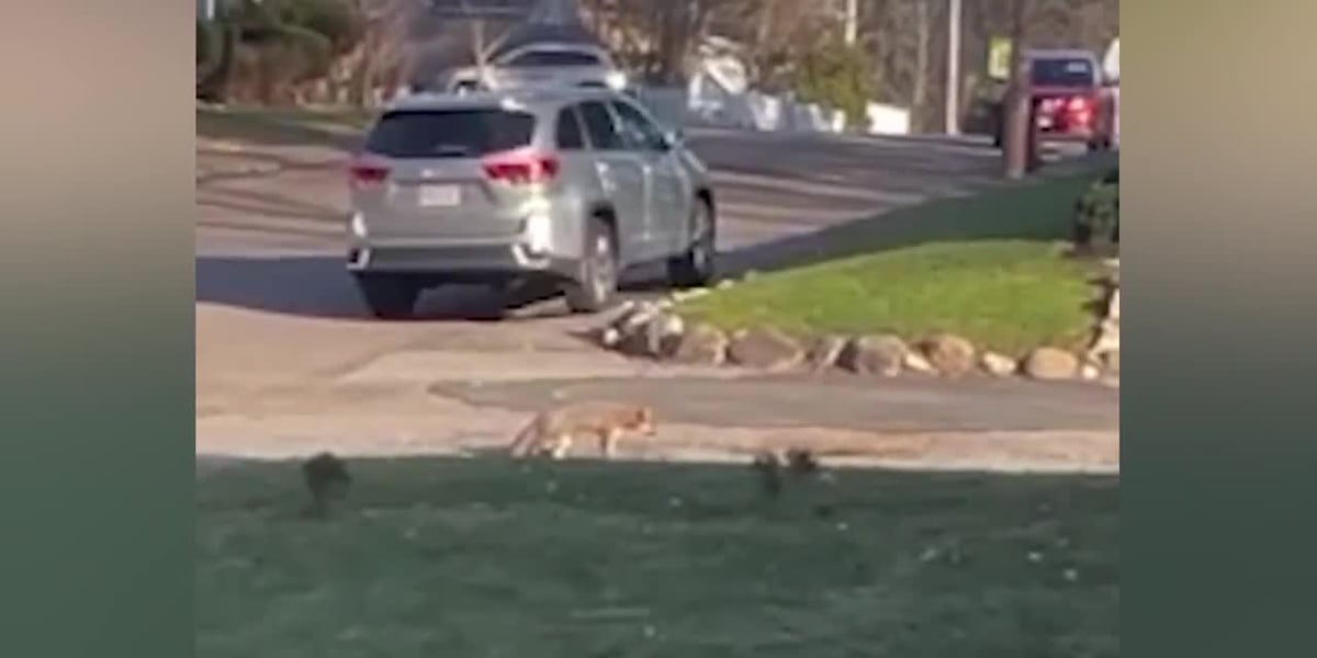 Mother attacked by coyote while outside with 2-year-old son [Video]