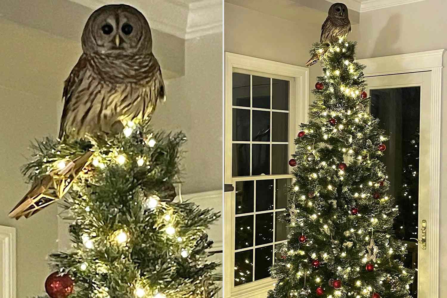 Santa Hoo? ‘Magestic’ Owl Flies Down Chimney and Perches on Top of Christmas Tree [Video]