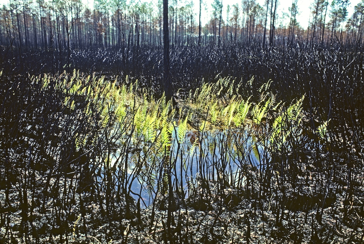 Ancient Resilience of Ferns Helps Ecosystems Recover After Disasters [Video]