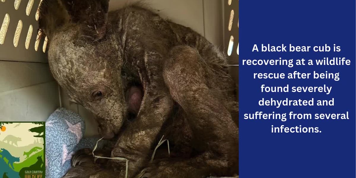 Black bear cub recovering at California wildlife rescue [Video]