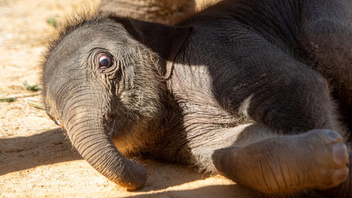 Kirby, the Houston Zoo