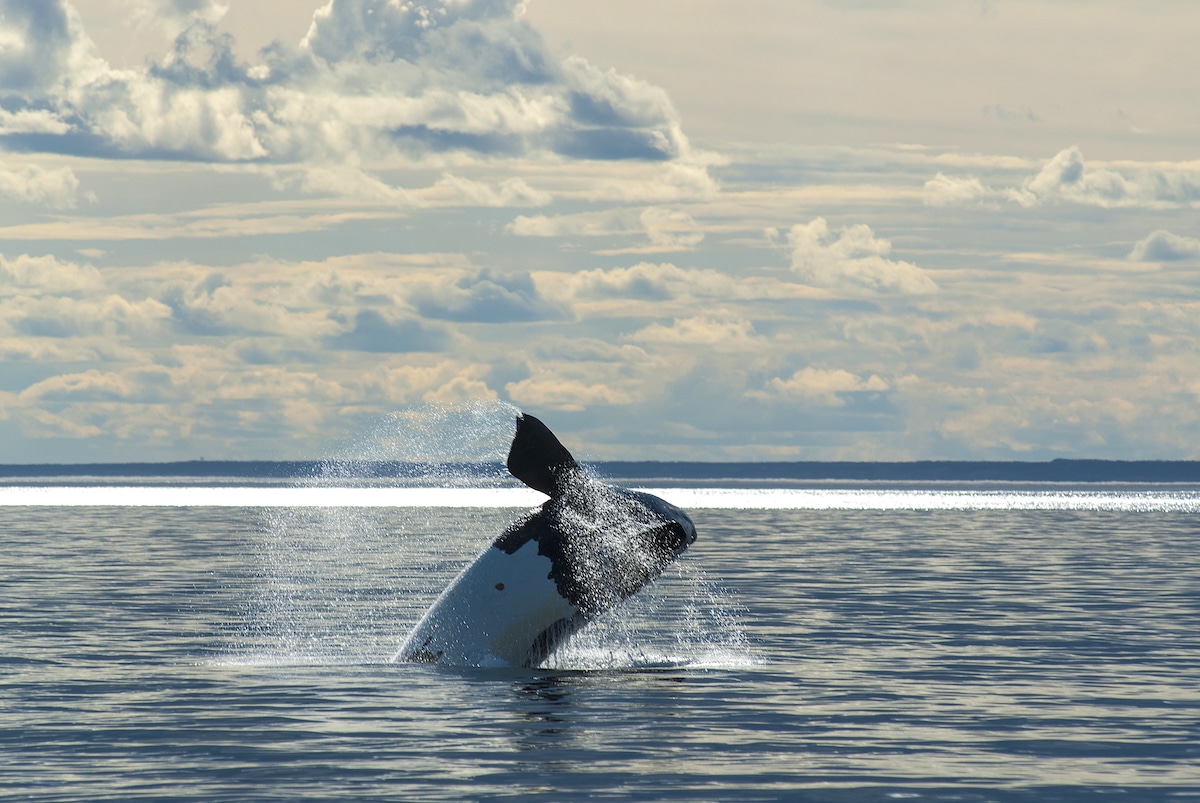 Right Whales Can Live 130 Years or Longer, Research Finds [Video]