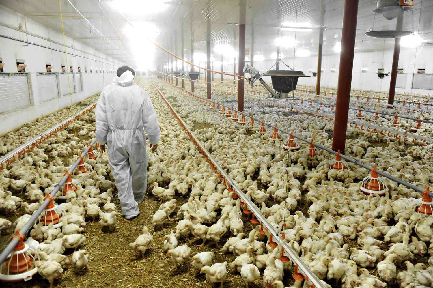 Bird Flu Detected in a Human for First Time in Iowa [Video]