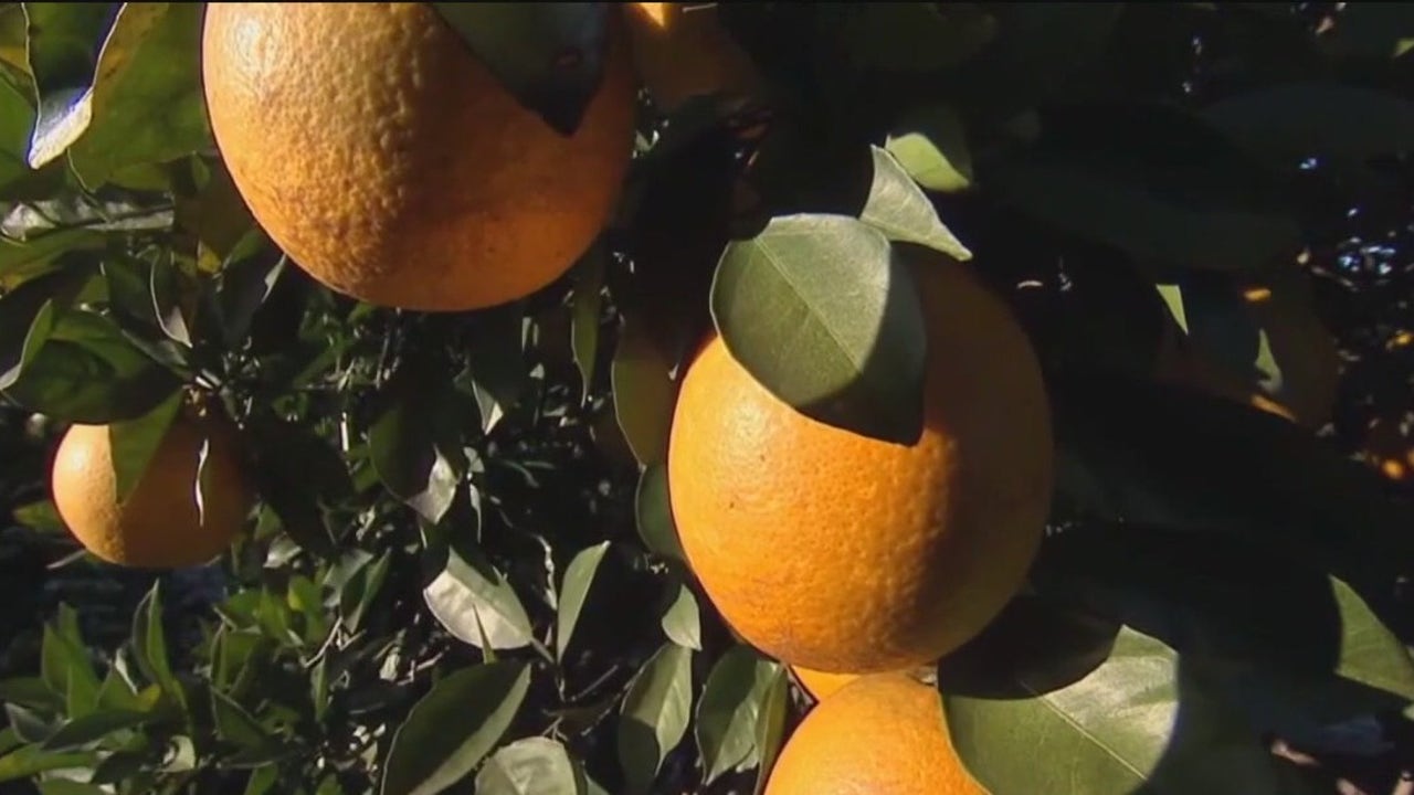 Citrus farmers call for increased state-aid [Video]