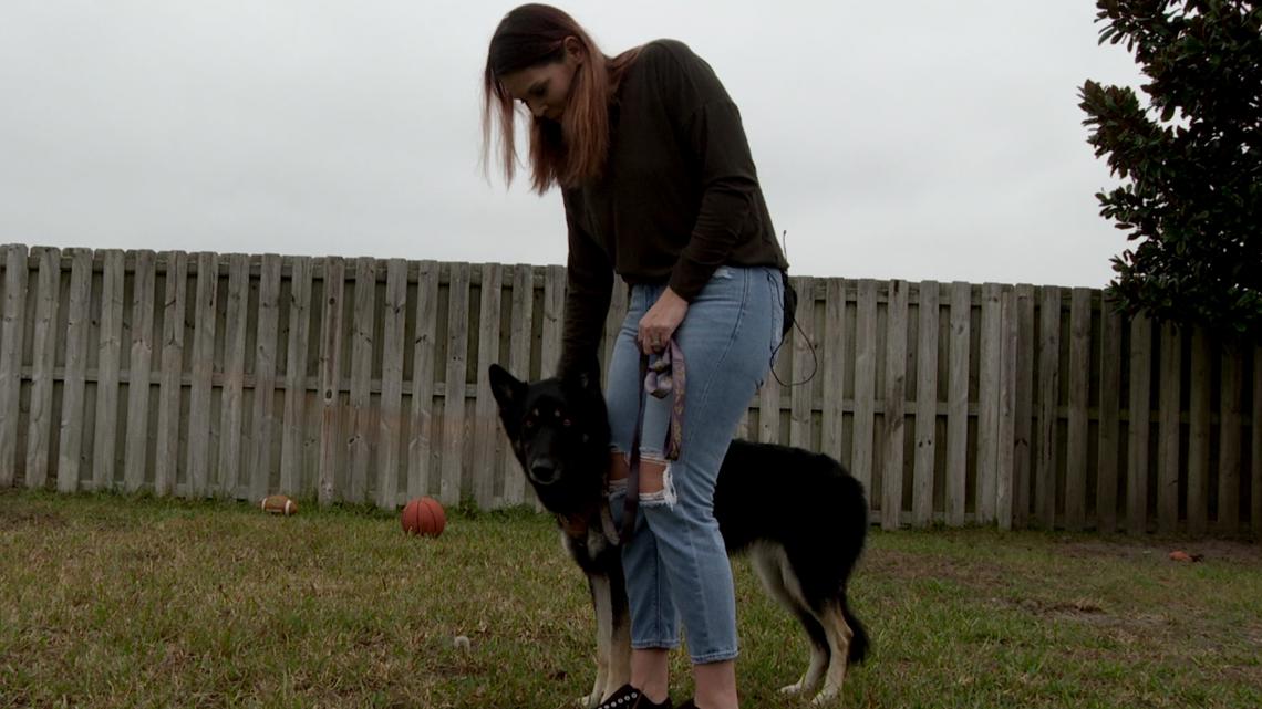 Missing dog Athena returns to Green Cove Springs family on Christmas Eve [Video]