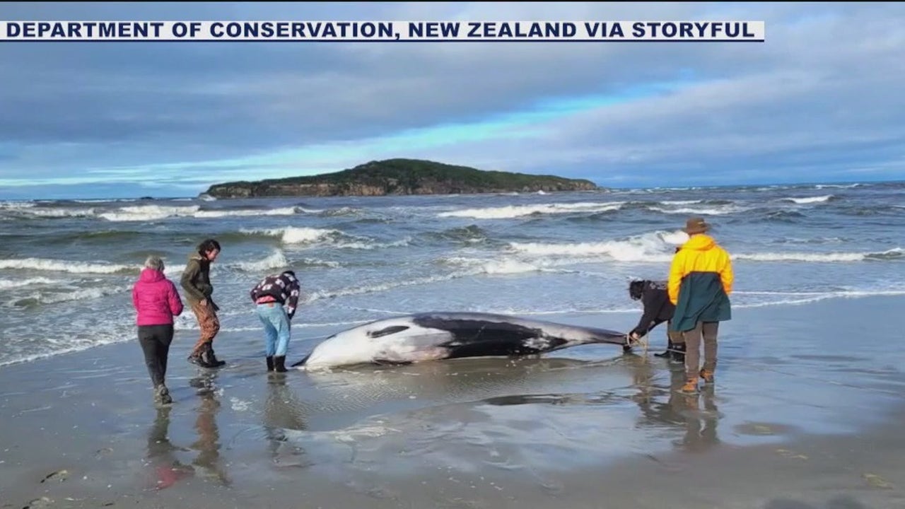 A rare whale spotted dead for first time [Video]