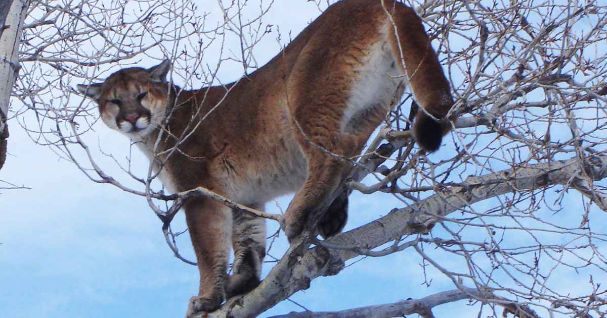 Pet cat killed after mountain lion attack [Video]