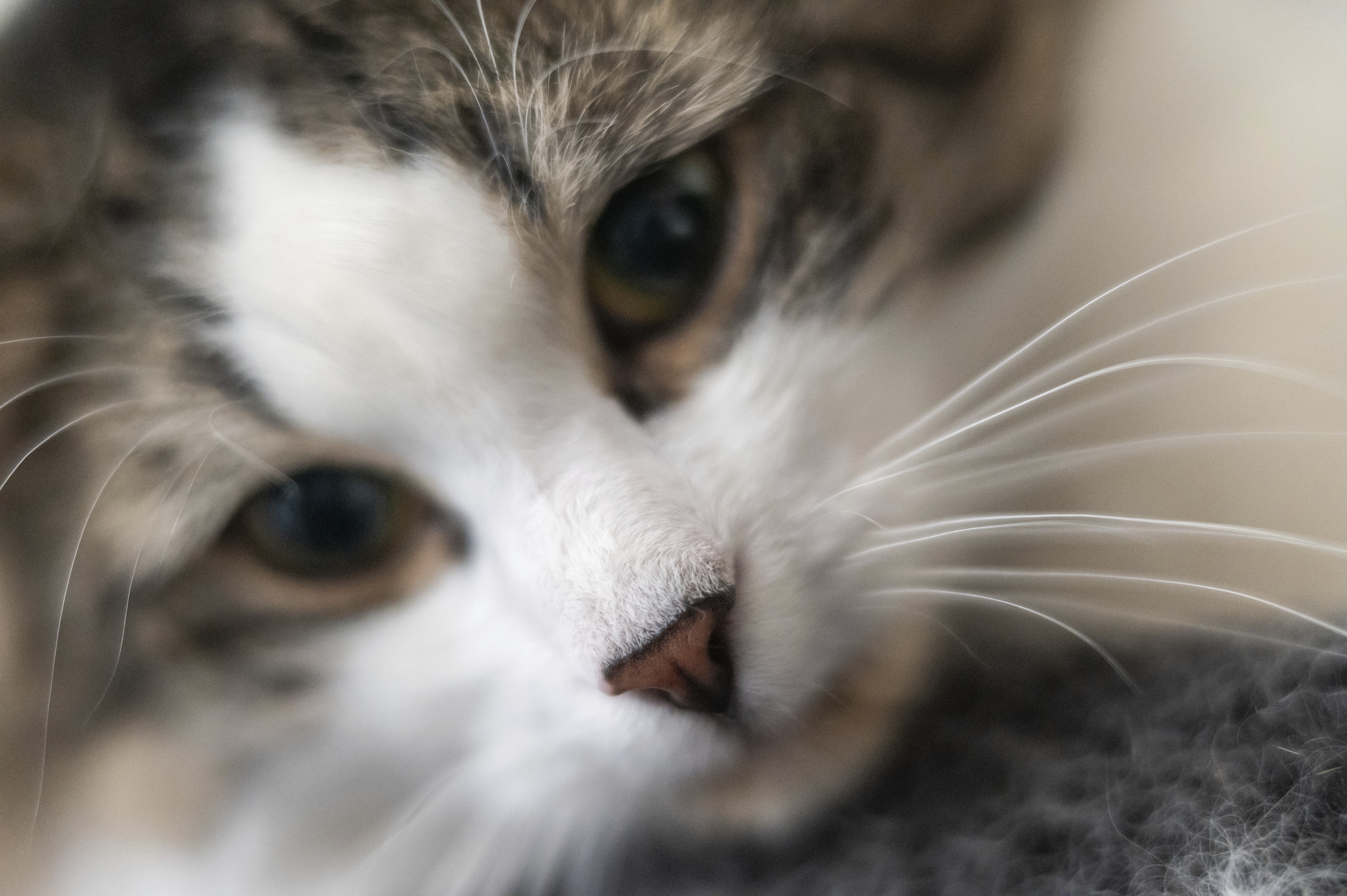 Pet Food Brand Recalled For Bird Flu Contamination After House Cat Dies [Video]