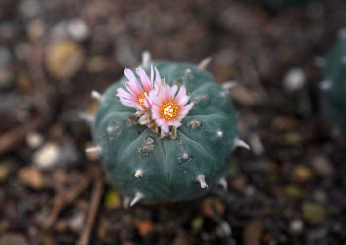 Peyote sacred to Native Americans threatened by psychedelic renaissance and development [Video]