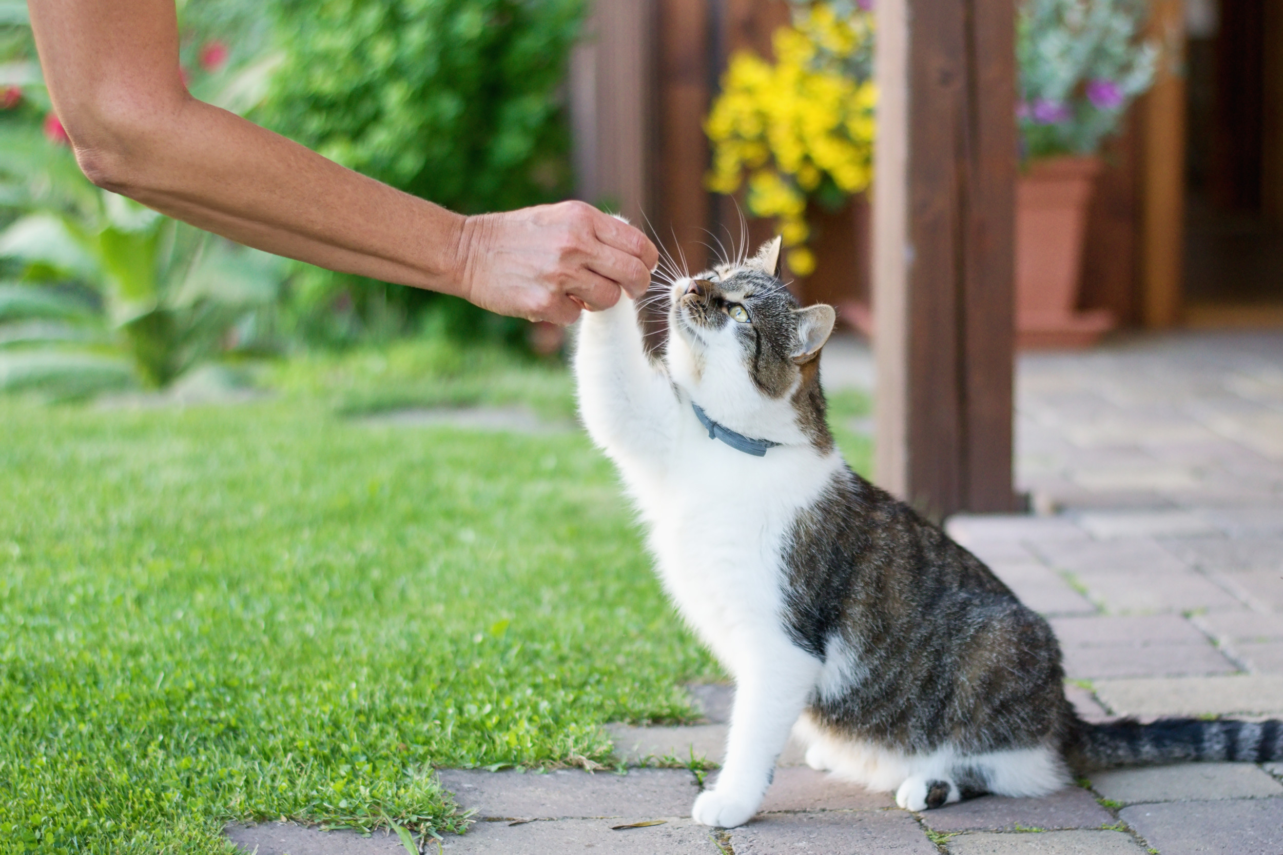 Moment Woman Finally Gets to Pet Stray Cat She