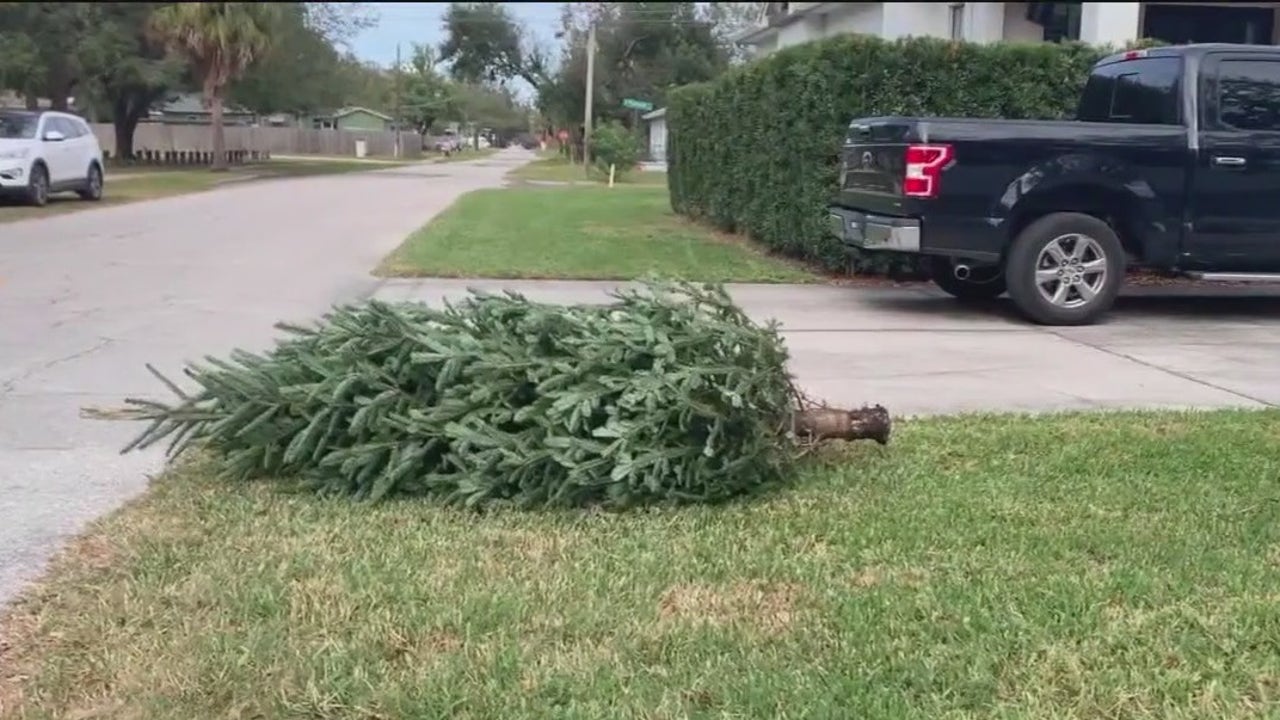 How to properly dispose of Christmas tree [Video]