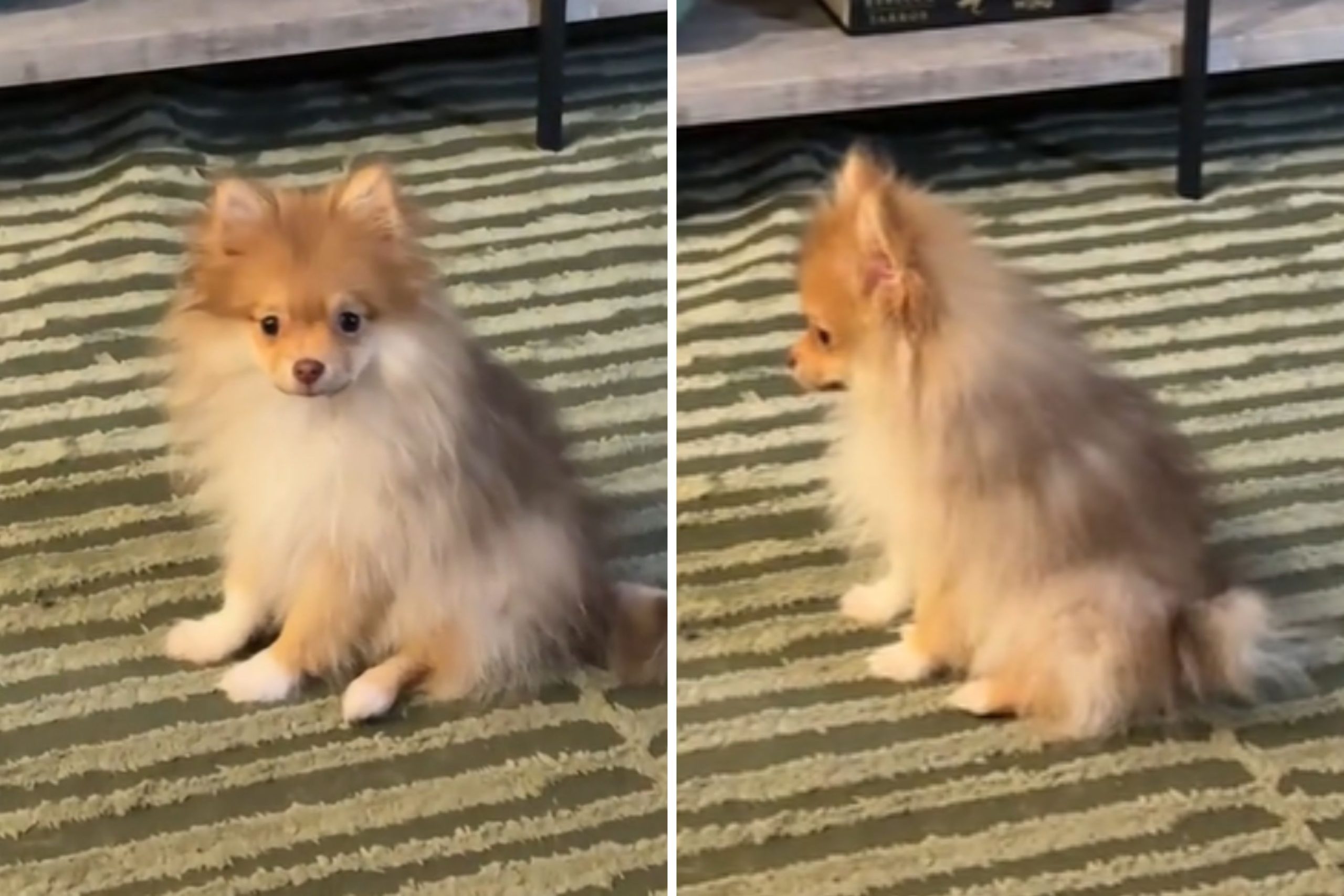 Owner Unprepared as Pomeranian in Pain Shows Her Exactly ‘Where It Hurts’ [Video]