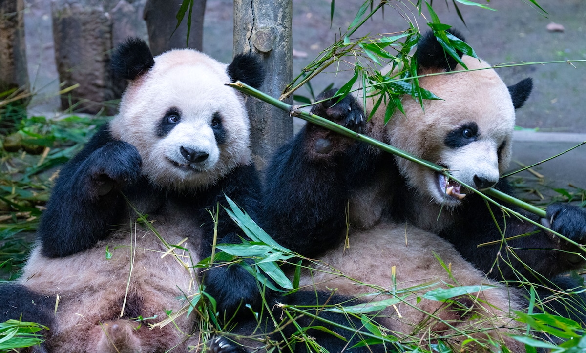 Plants Are Becoming Less Nutritious Because of Climate Change, Impacting Herbivores From Insects to Giant Pandas [Video]