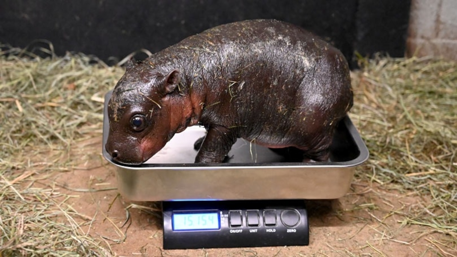 Endangered pygmy hippo born at Virginia zoo [Video]