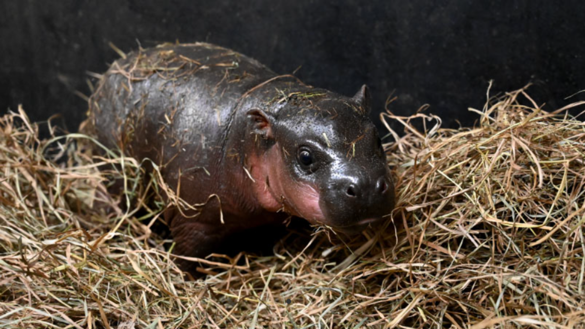 A Virginia zoo got a baby pygmy hippo for Christmas. Heres how to vote on her name  NBC4 Washington [Video]