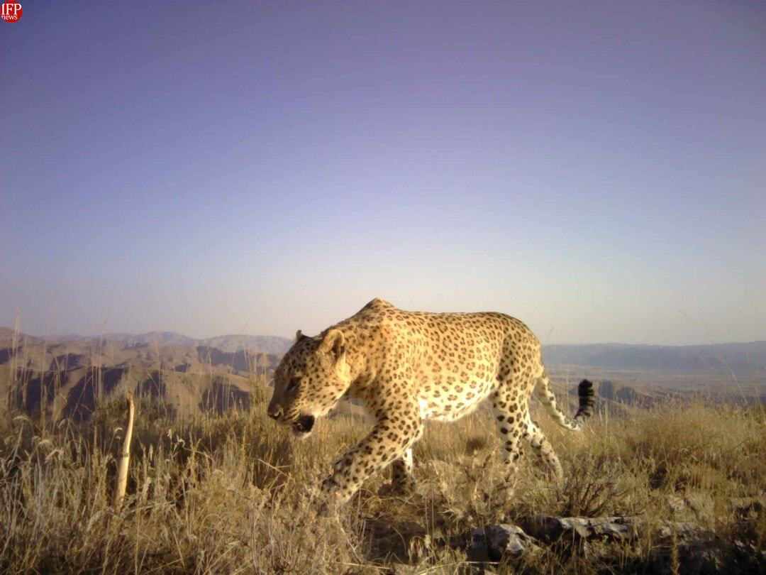 Leopard, Cub Spotted In Gilan’s Hyrcanian Forests [Video]