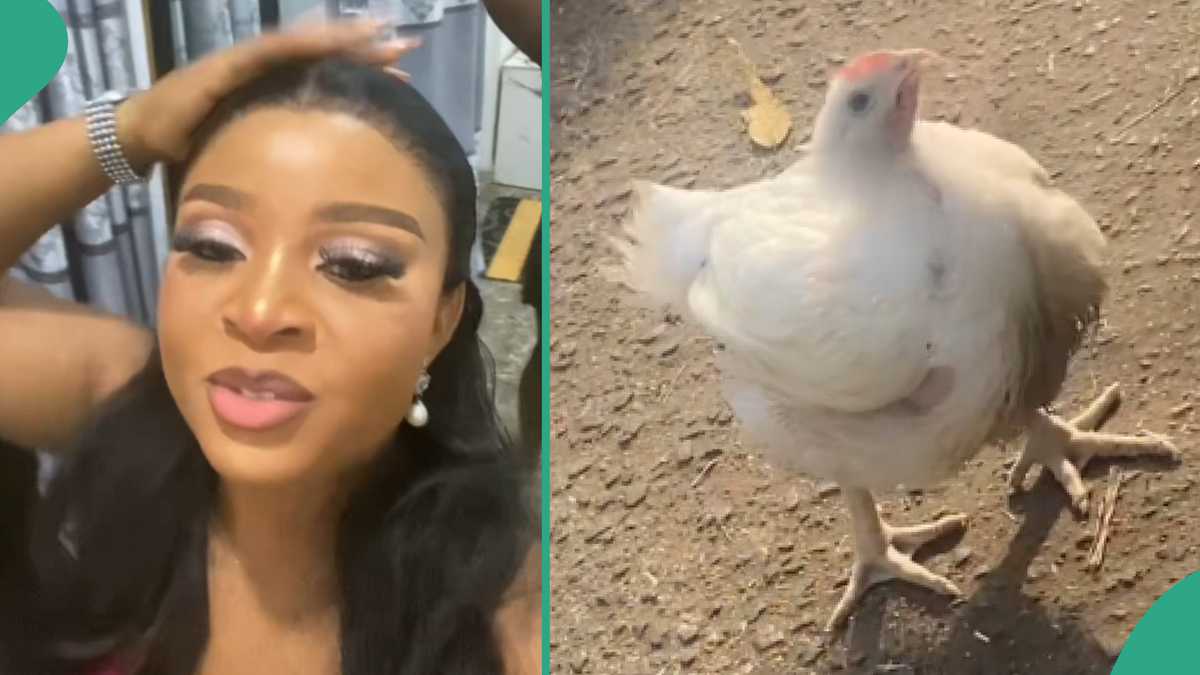 Christmas Chicken Refuses To Leave Its Owner After It Was Sold in Open Market [Video]