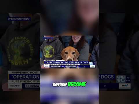 Operation Frodo: Rescuing Beagles Across America [Video]