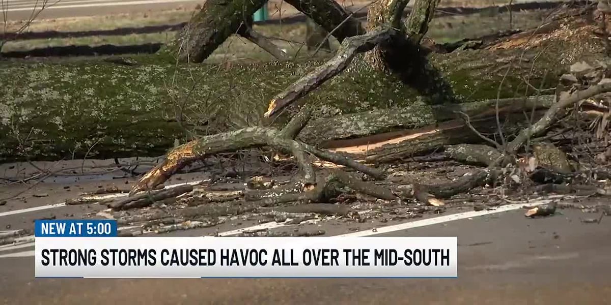 Downed trees block off lanes on Poplar Ave. [Video]