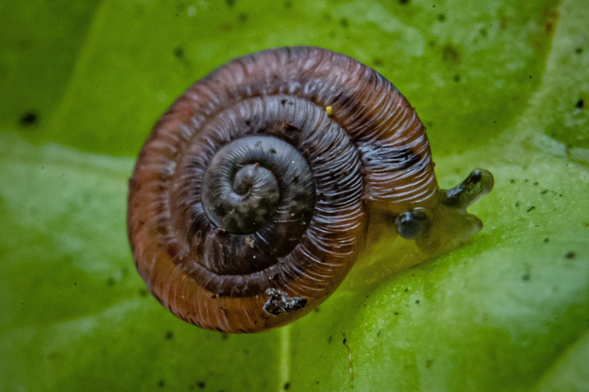 1,329 Rare Snails Once Believed Extinct Reintroduced to Island off Morocco [Video]