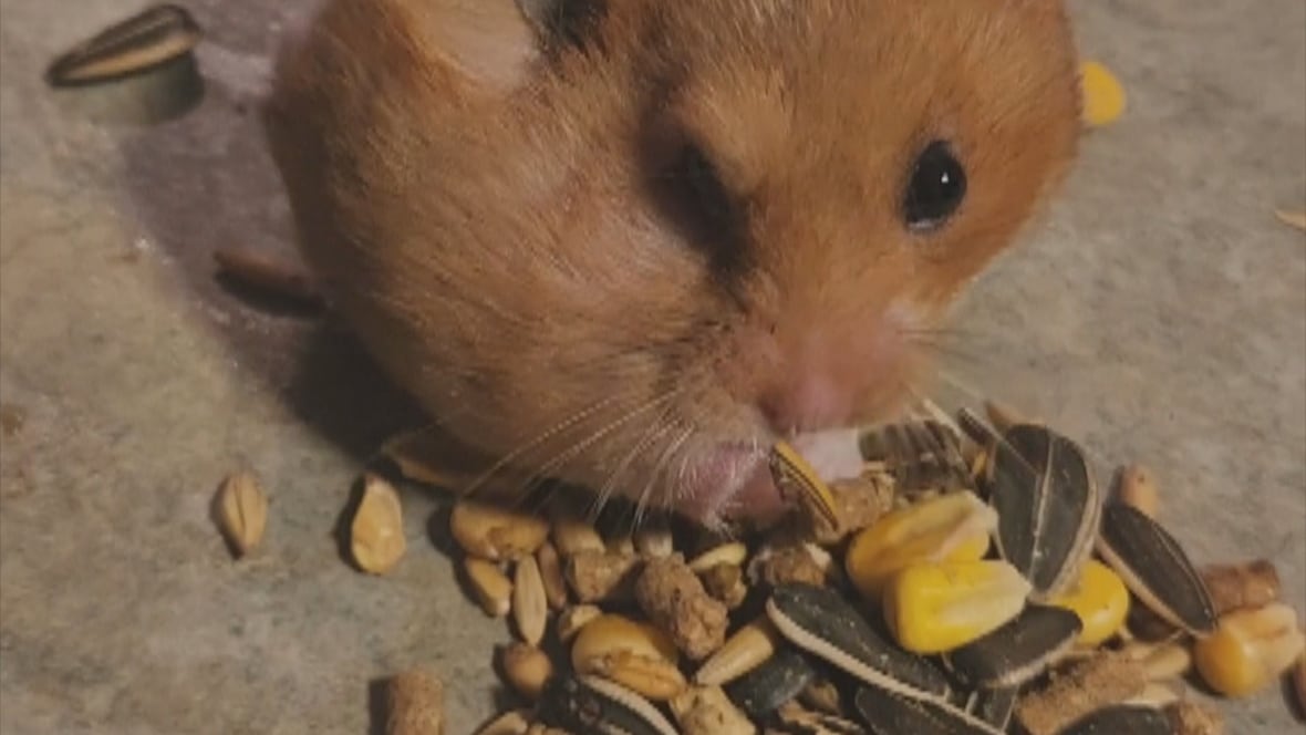 Millions of people watched this New Brunswick hamster empty its cheeks on the internet [Video]