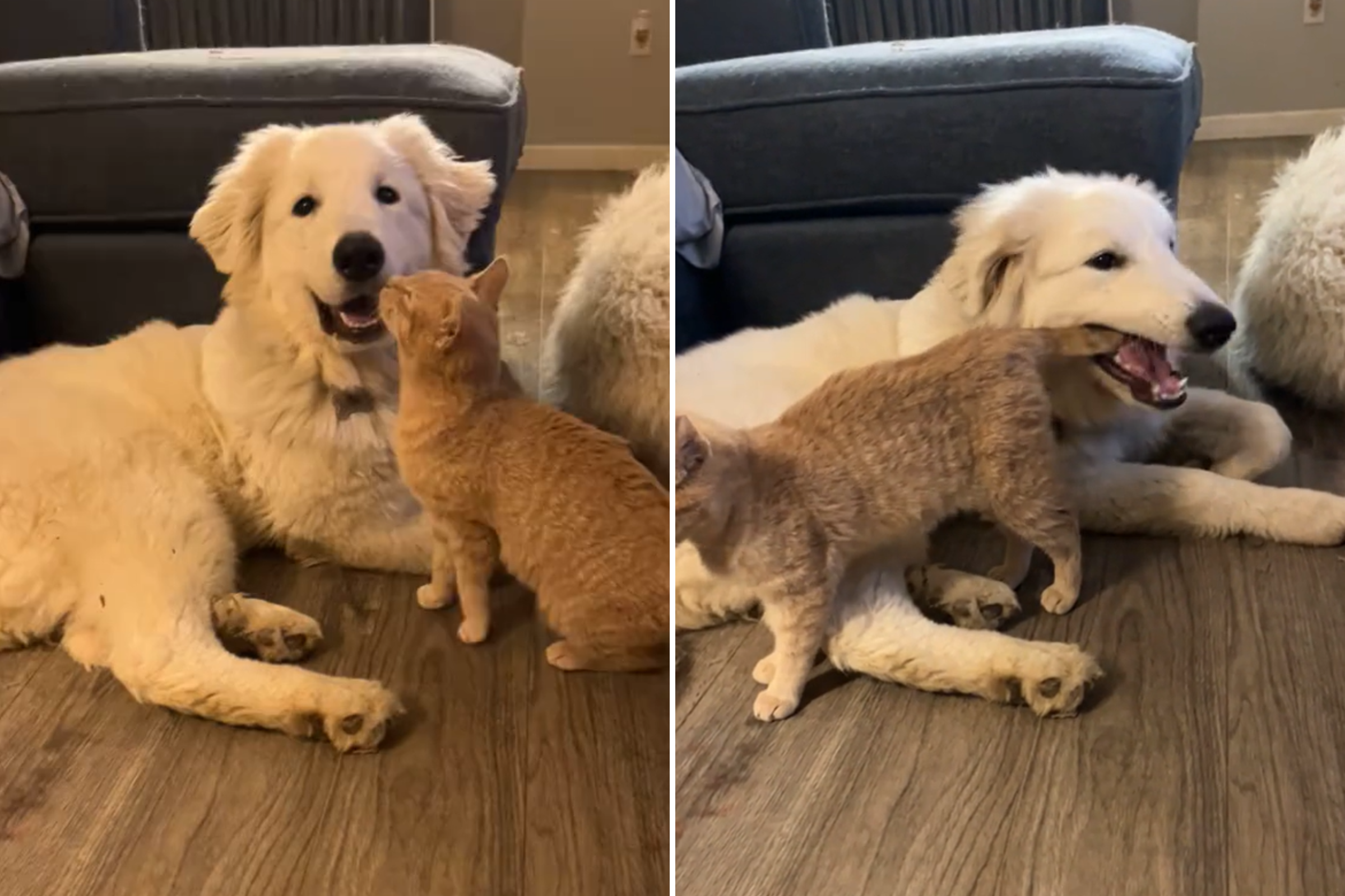 Cat Waves His Tail in Front of Puppy, She Immediately Sees an Opportunity [Video]