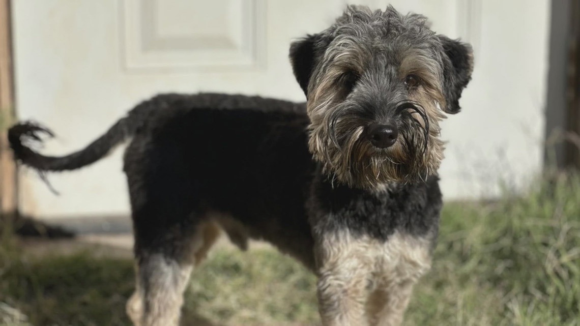 Cosmo, the first Pet of The Week for Midland Grand Companions in 2025 [Video]