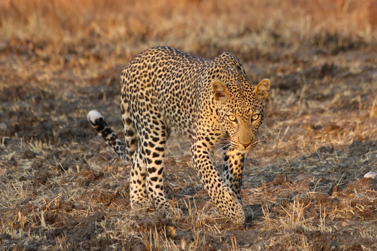 Leopards Each Have Their Own Unique Roar, Study Finds [Video]