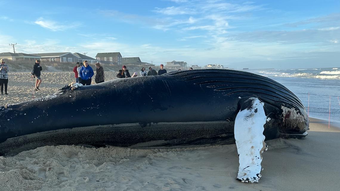 Dead humpback whale washes up on Outer Banks beach [Video]