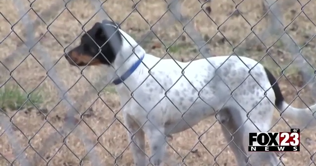 Video: Oklahoma Alliance For Animals passes out donations to keep people and animals warm | News [Video]