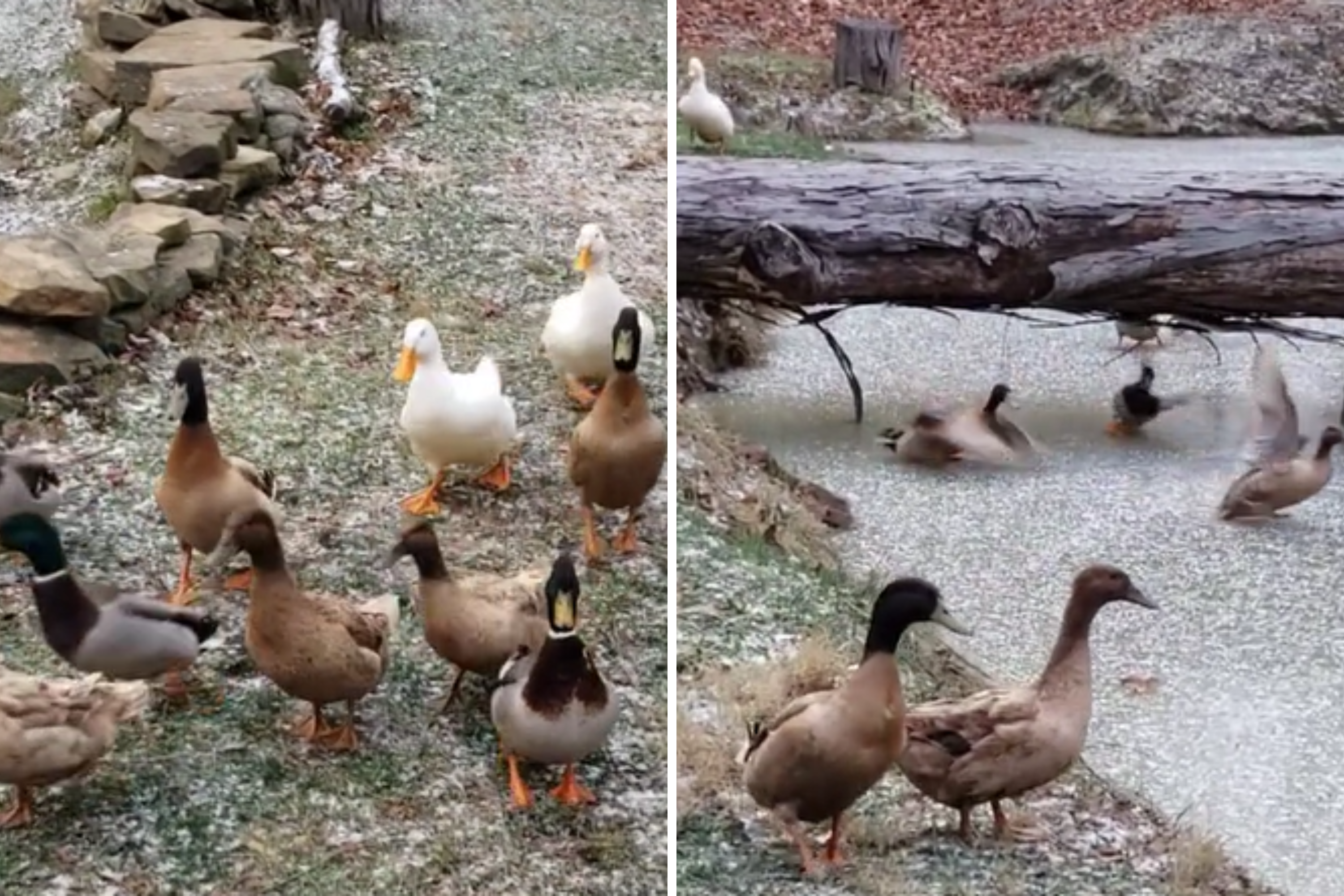 Woman Captures Ducks’ Utter Bafflement As Pond Freezes Over [Video]