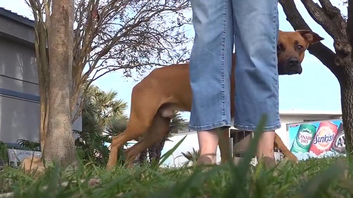 Help save this Boxer-mix who was once emaciated in the Coastal Bend [Video]