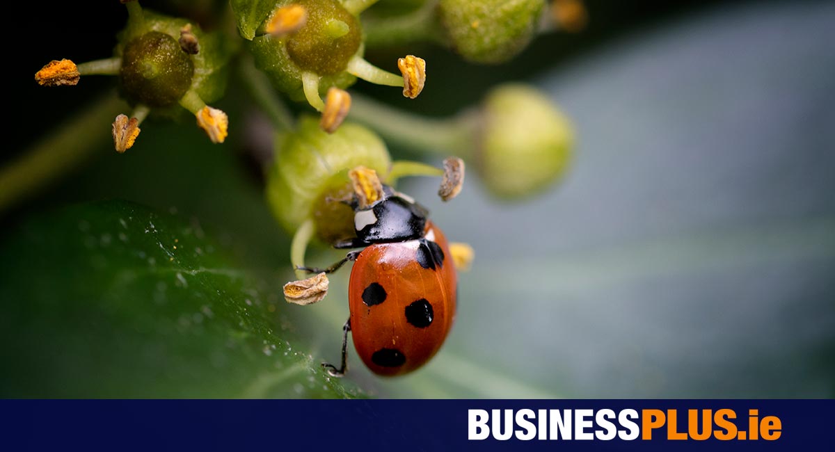 Bord Bia Empowering Irish Businesses to Enhance Biodiversity Action [Video]