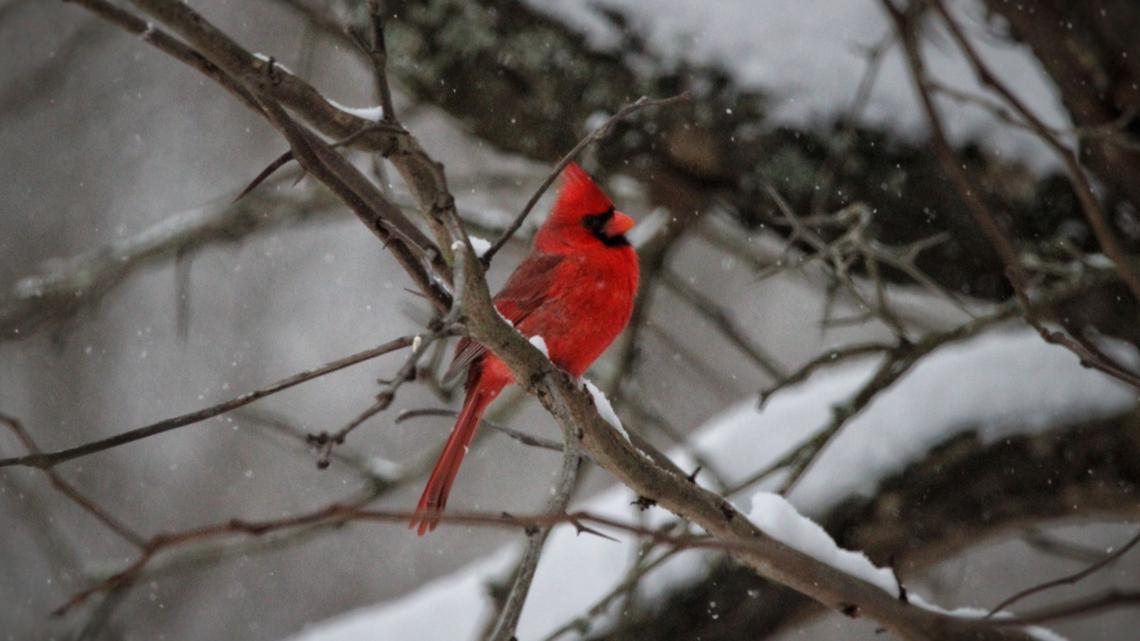 PHOTOS | Winter storms blankets Kentucky and Indiana in snow and ice [Video]