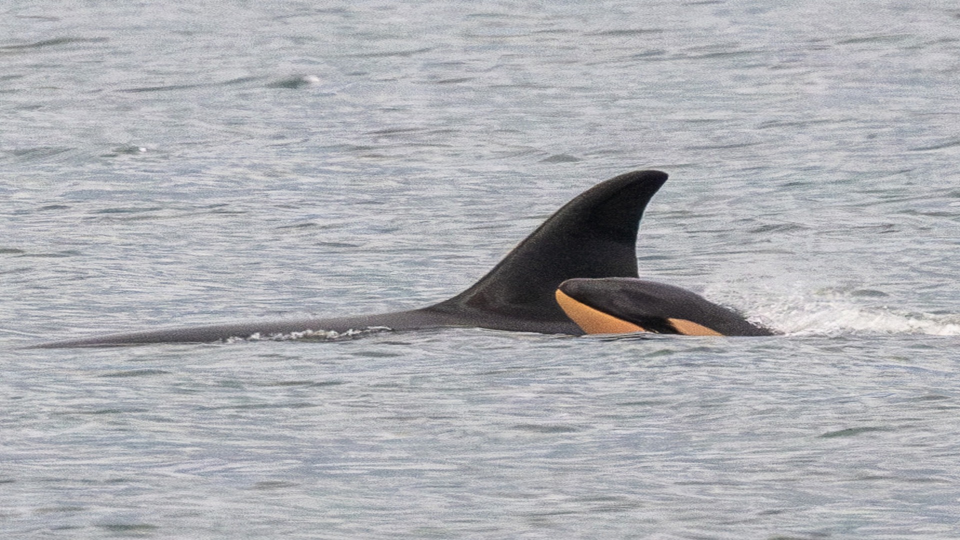 Famous killer whale mom spotted grieving with another dead calfs body [Video]