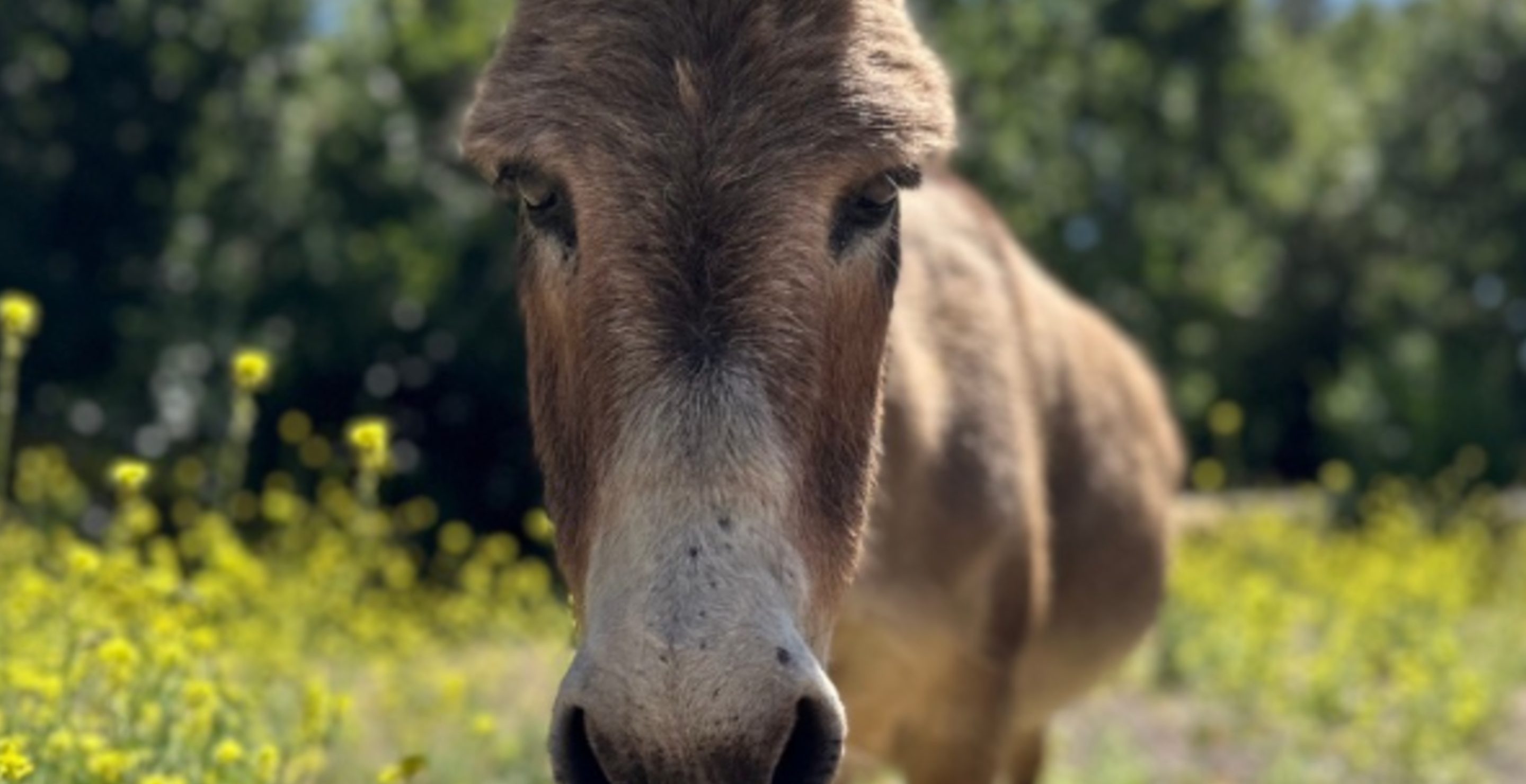 Donkey From Shrek Is Dead, Or At Least The Real Life Inspiration For Him Is [Video]