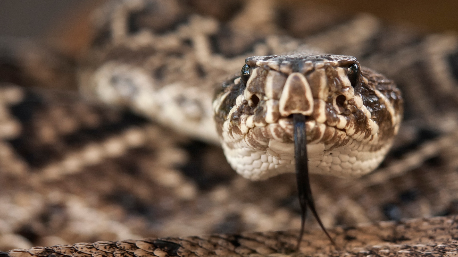 Florida Wildlife Influencer David Humphlett Bitten By Rattlesnake [Video]