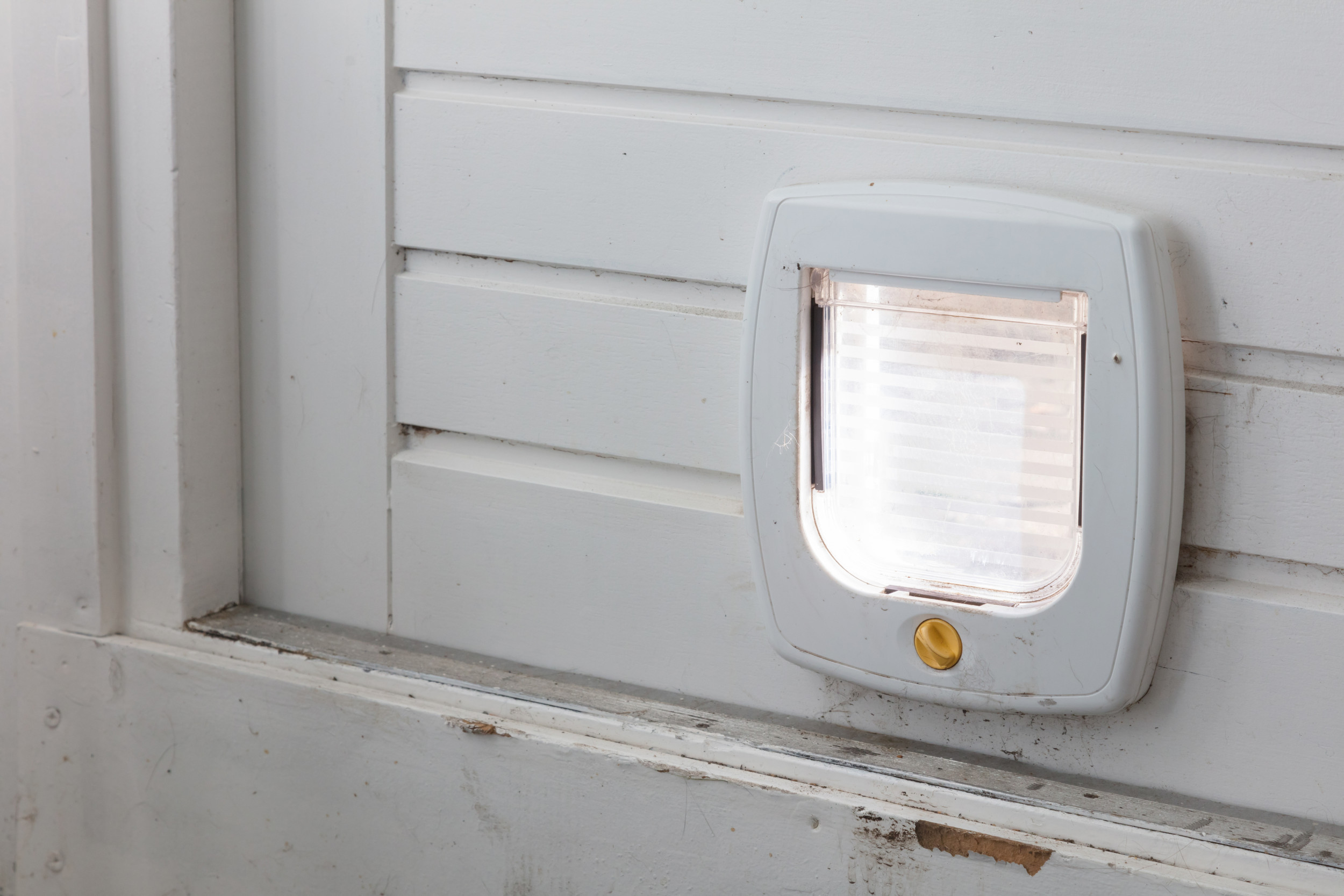 Woman Hears Something Trying To Get in Dog Door, Internet Left in Disbelief [Video]