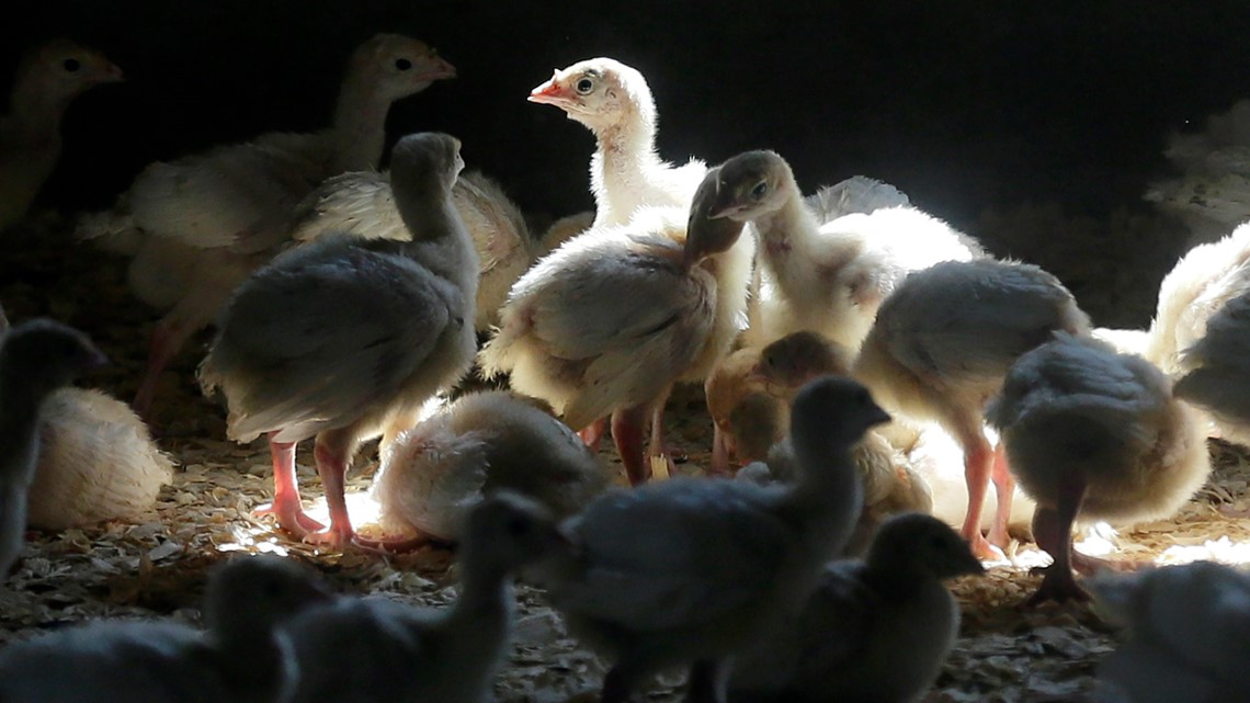 Bird flu found in backyard flock in Clinton County [Video]